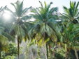 Bom Bom Principe Sao tome e Principe hotel luxus