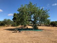 Casa das Ameixas | Guest House b&b Algarve moncarapacho
